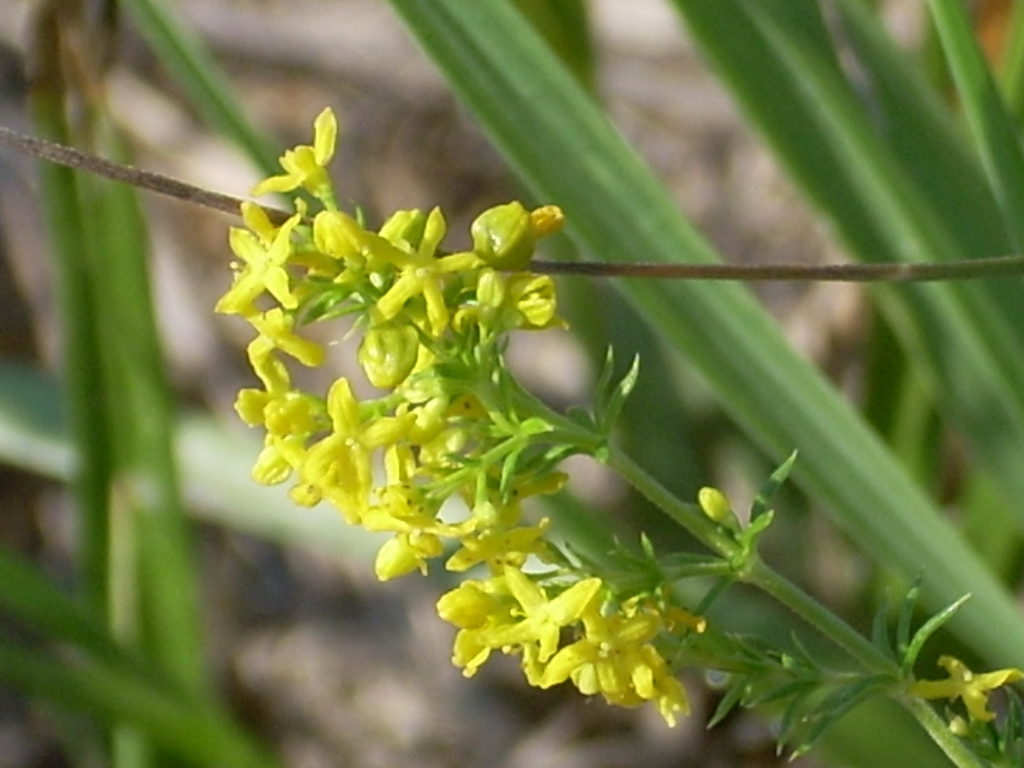 Galium verum