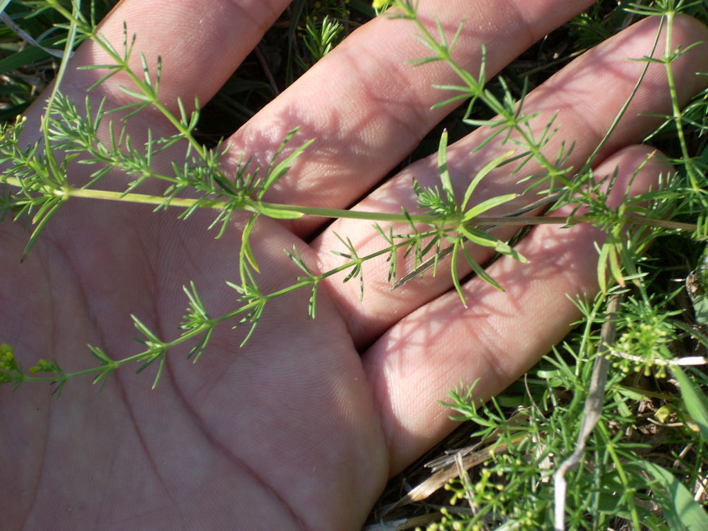 Galium verum