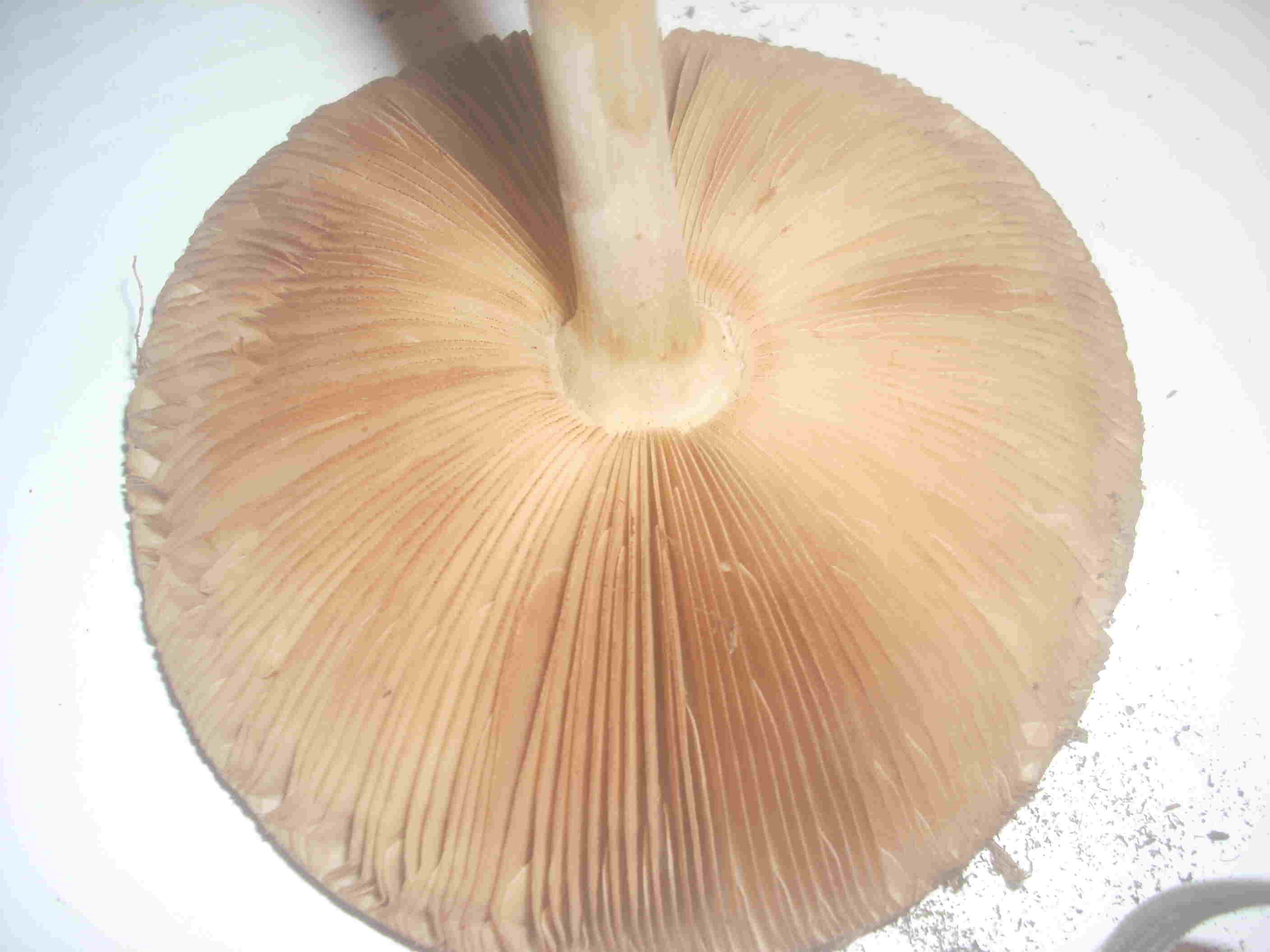 fungo sull''argine del Po