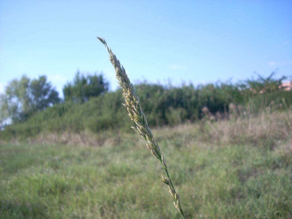Pentanema britannicum (=Inula britannica) / Enula laurentiana