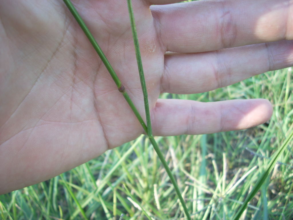 Pentanema britannicum (=Inula britannica) / Enula laurentiana