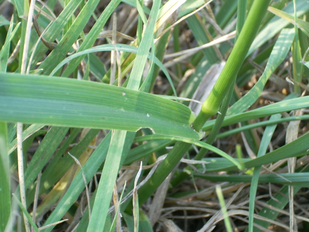 Pentanema britannicum (=Inula britannica) / Enula laurentiana