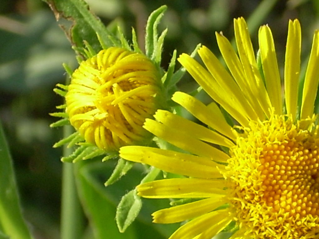 Pentanema britannicum (=Inula britannica) / Enula laurentiana