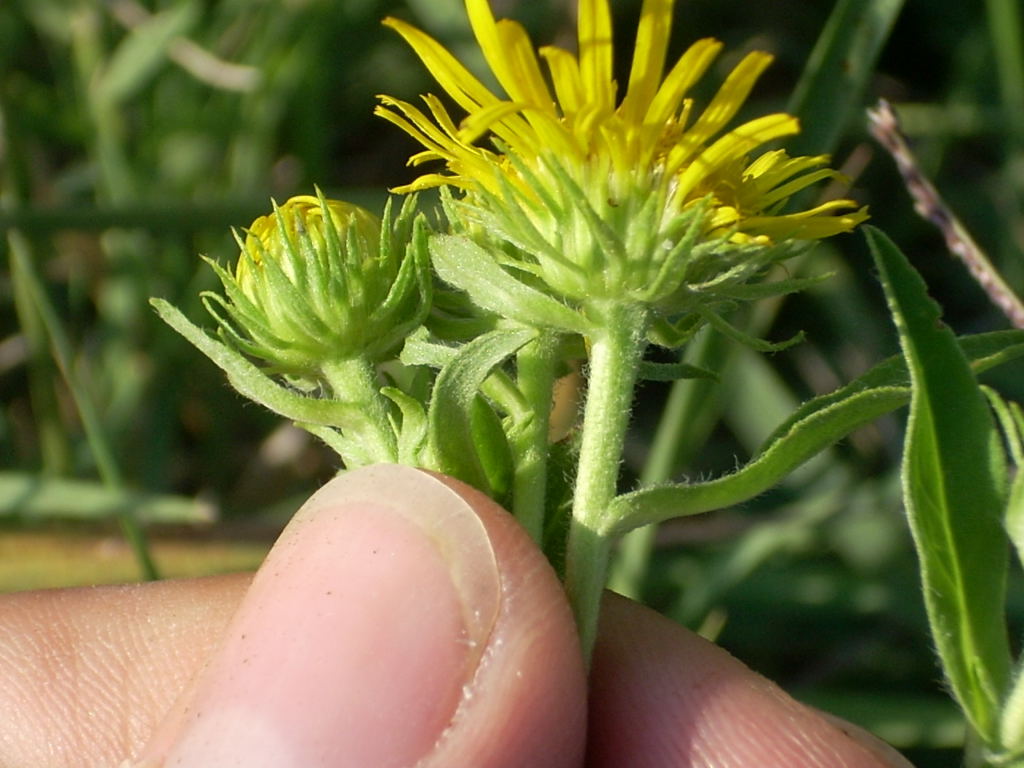 Pentanema britannicum (=Inula britannica) / Enula laurentiana