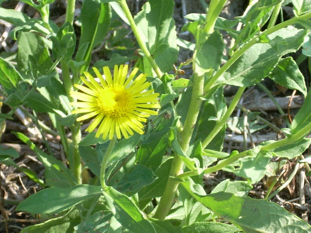 Pentanema britannicum (=Inula britannica) / Enula laurentiana