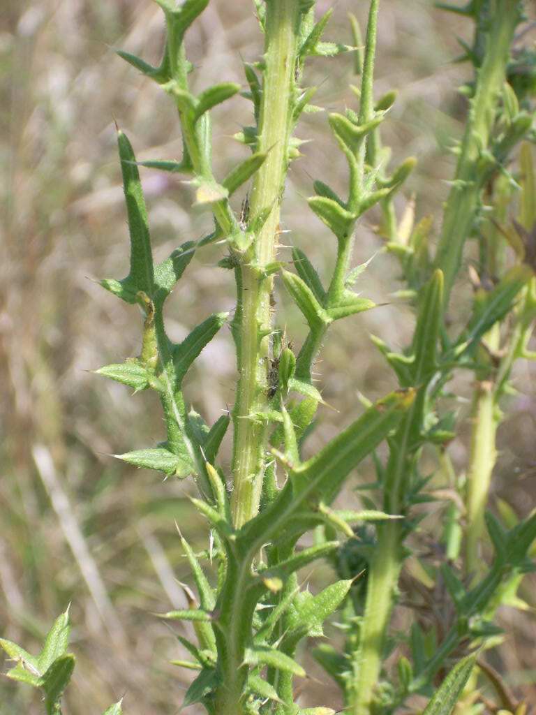 Cirsium vulgare / Cardo asinino