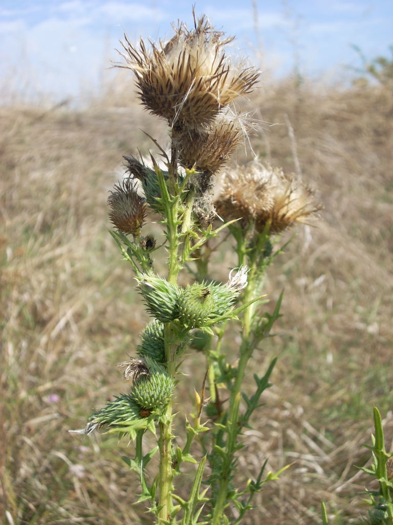 Cirsium vulgare / Cardo asinino