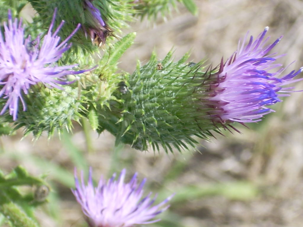 Cirsium vulgare / Cardo asinino