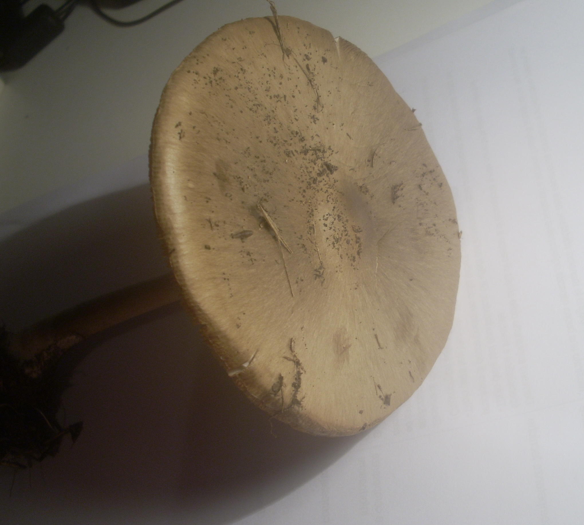 fungo sull''argine del Po