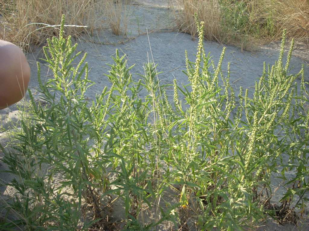 Ambrosia maritima / Ambrosia marittima