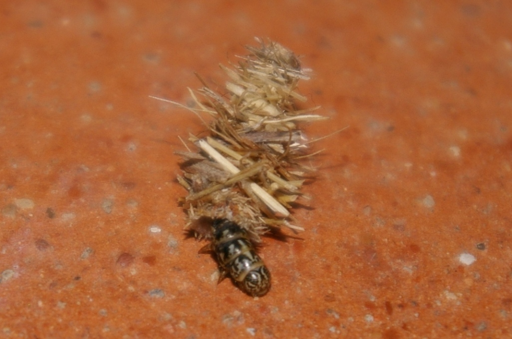 Larva Psychidae