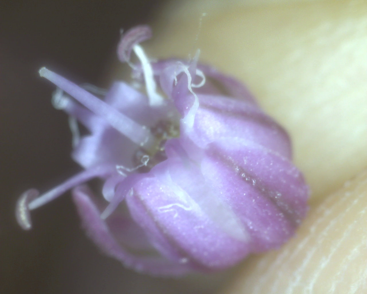 Allium ampeloprasum