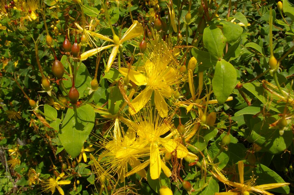 Hypericum hircinum /    Erba di S.Giovanni caprina