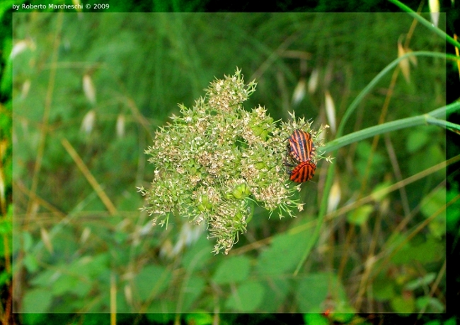 Insetto a me sconosciuto: Graphosoma italicum