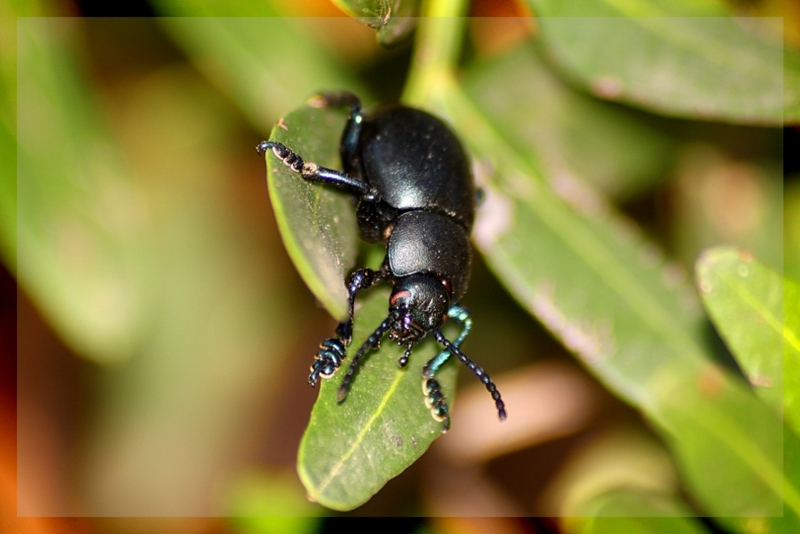 Che insetto  questo? Timarcha nicaeensis