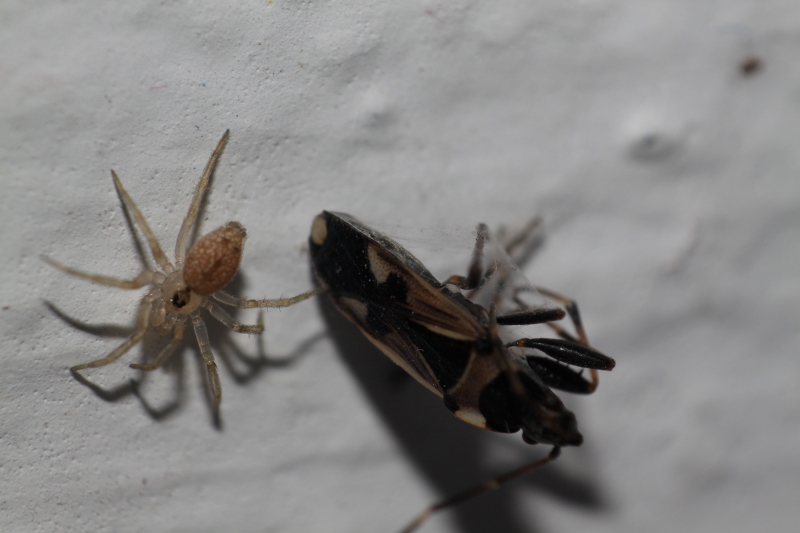Oecobius sp.