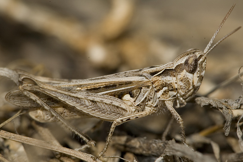 Canti di Chorthippus (Glyptobothrus) cf. brunneus