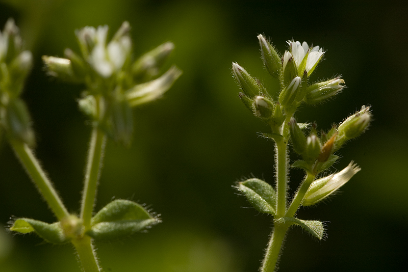 Cerastium glomeratum / Peverina dei campi