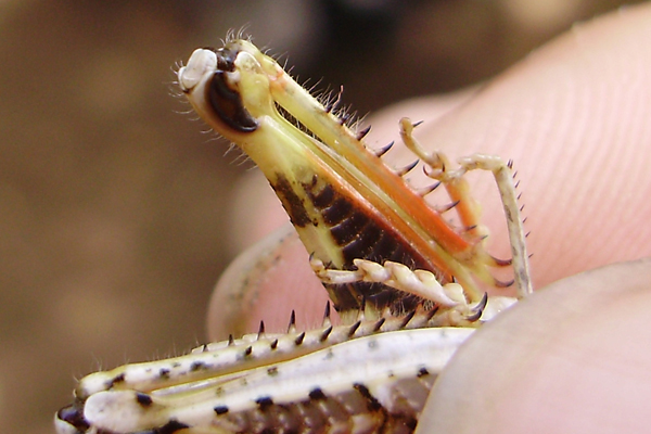 femori posteriori dei Calliptamus (C. barbarus)