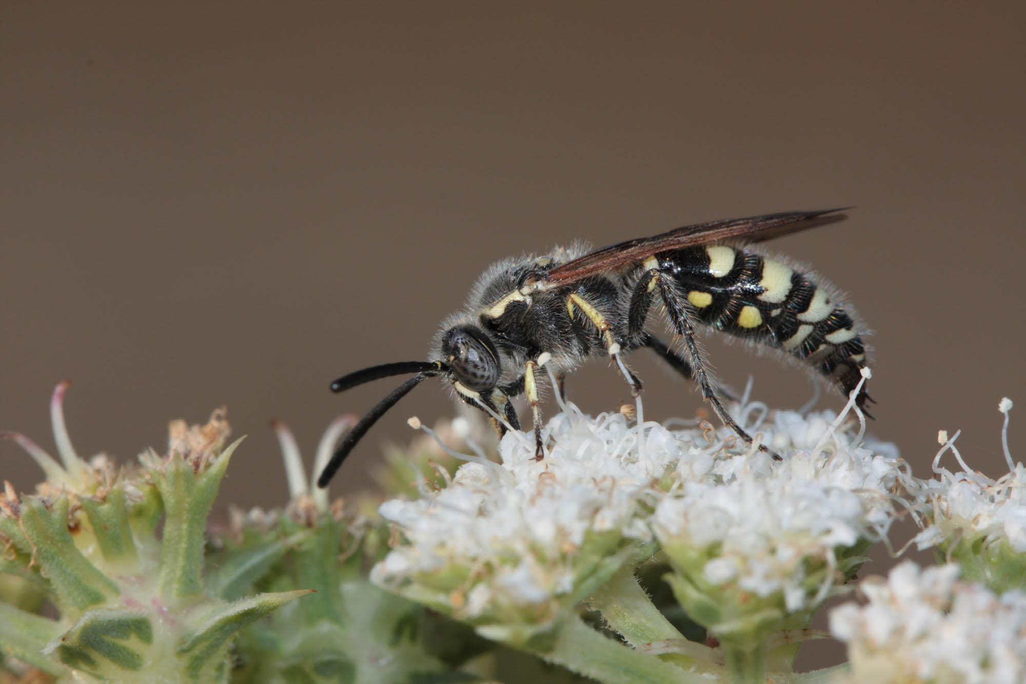 Colpa cf. sexmaculata M (Scoliidae)