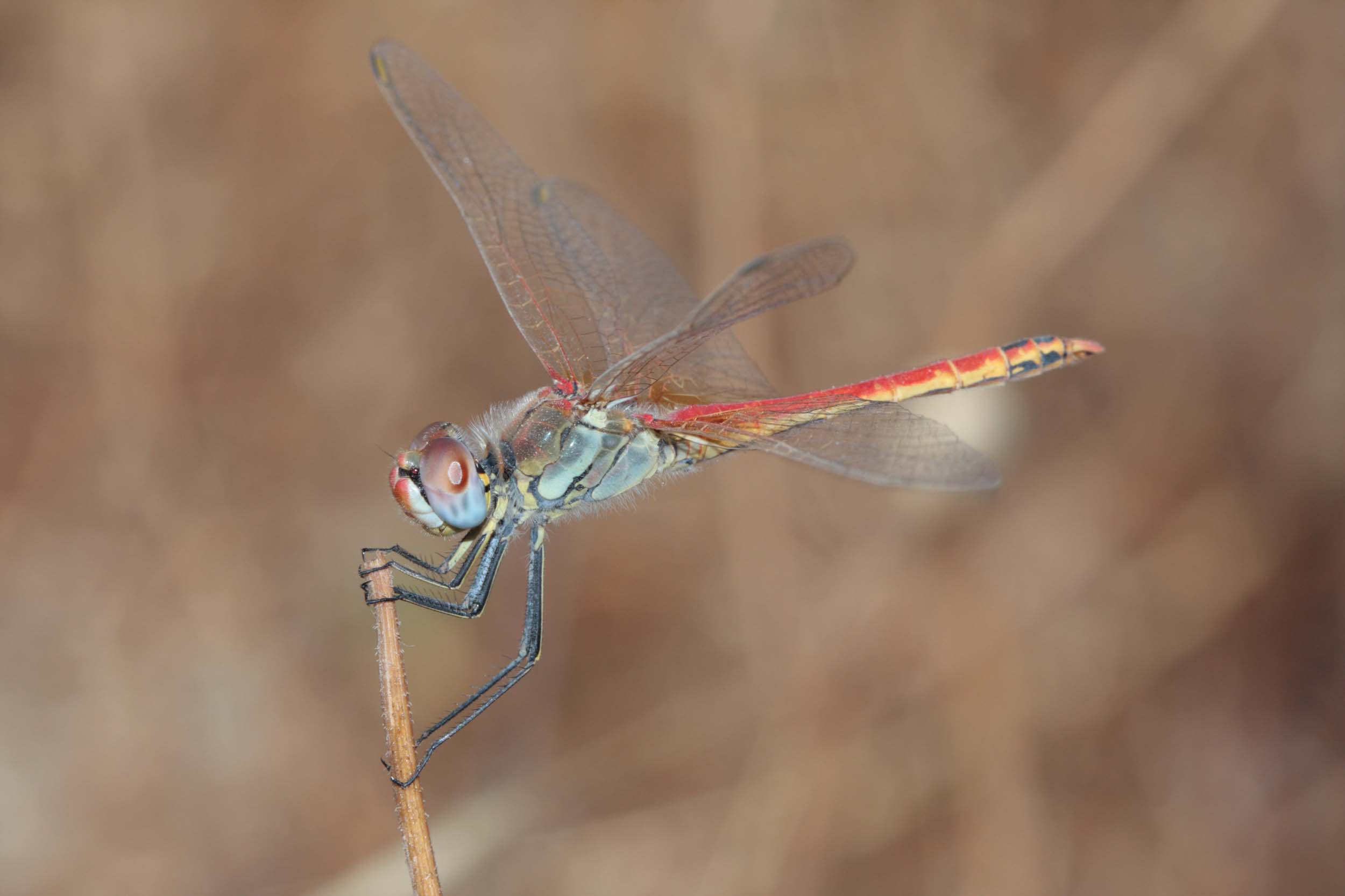 Sympetrum sp.? identificazione specie