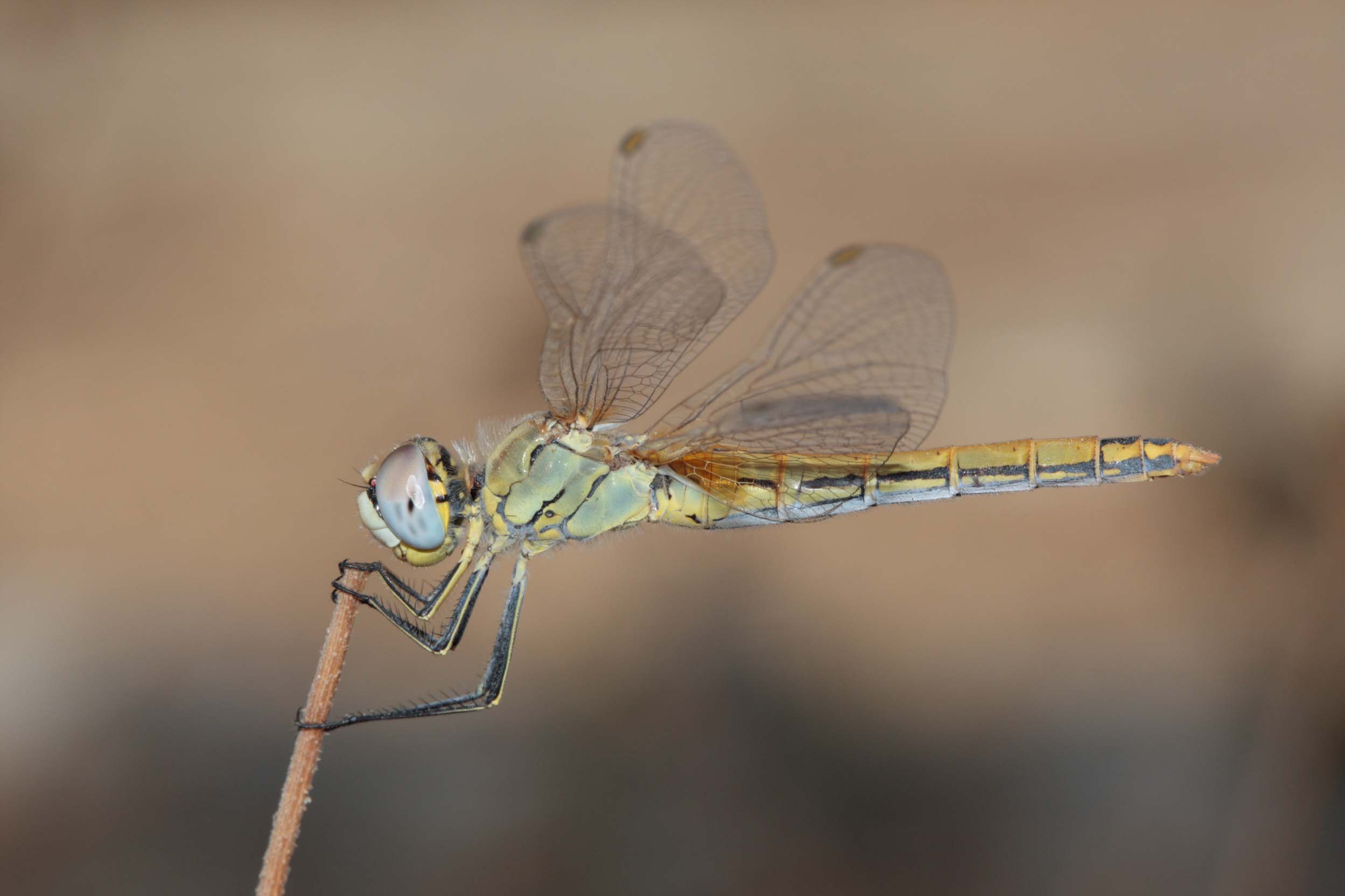 Sympetrum sp.? identificazione specie