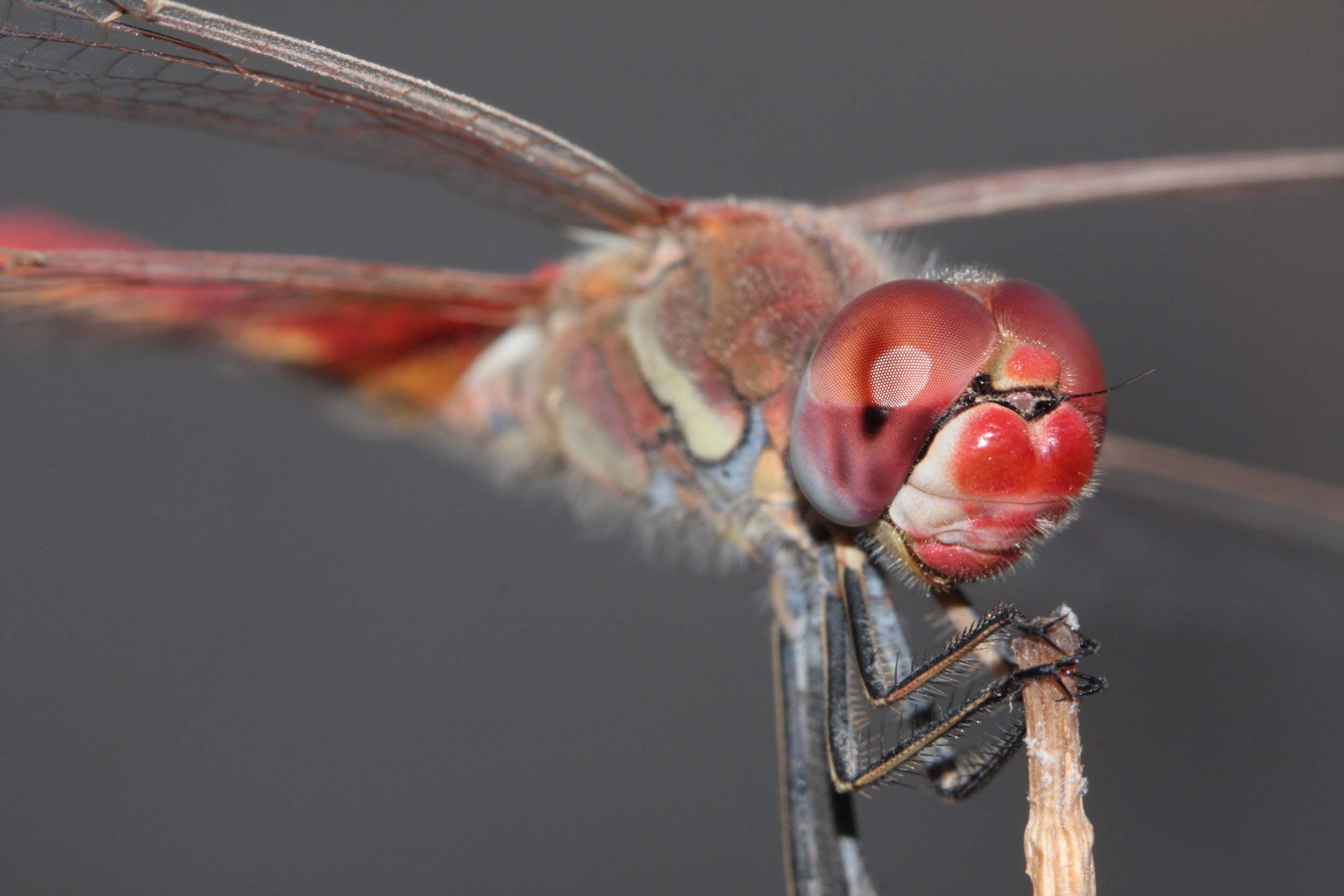 Sympetrum sp.? identificazione specie