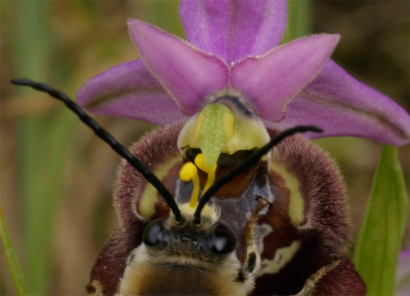 impollinatore
