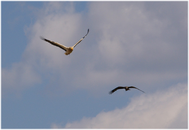 Capovaccaio imprudente