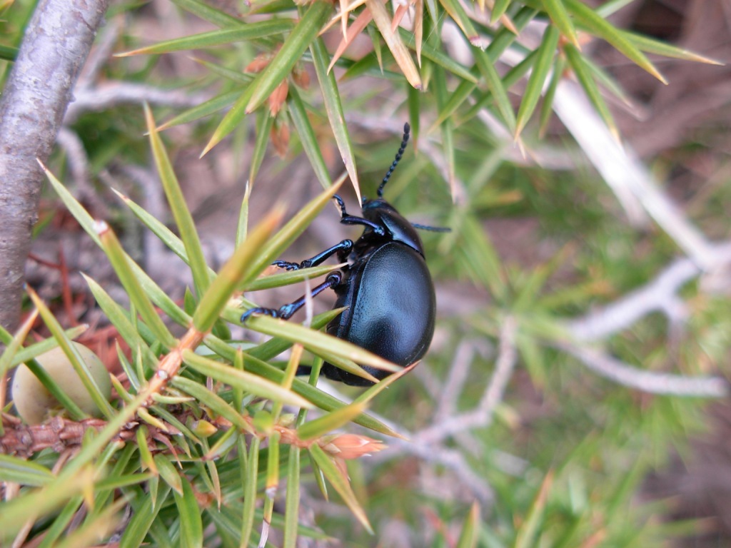 identificazione: Timarcha nicaeensis