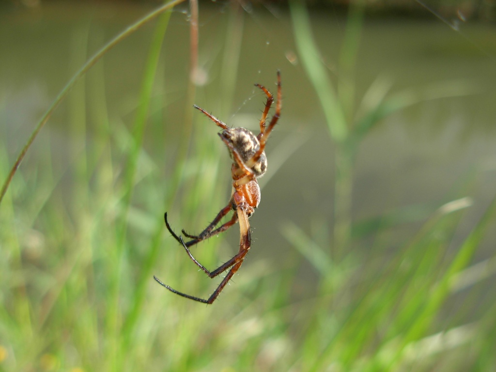 Larinioides cornutus