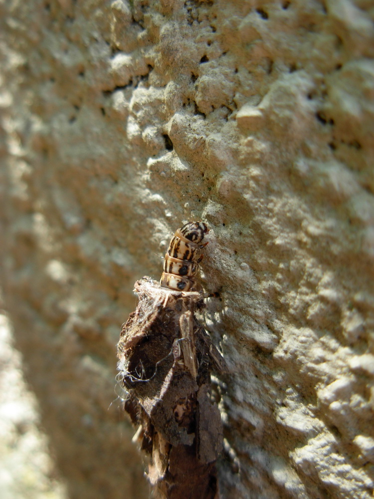 Farfalla con astuccio:  Canephora hirsuta (= unicolor)  -