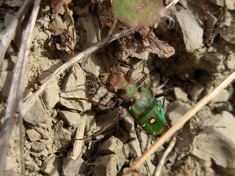 Cincidela campestris al passo della Futa