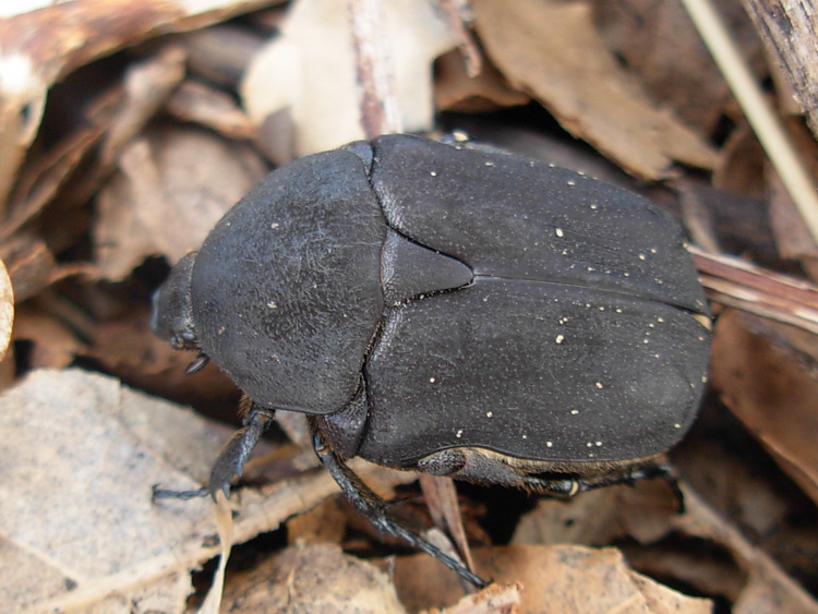 Cetonia sp? Protaetia (Netocia) morio