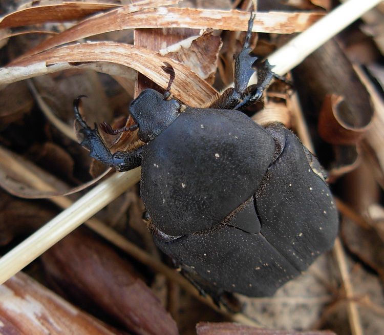 Cetonia sp? Protaetia (Netocia) morio