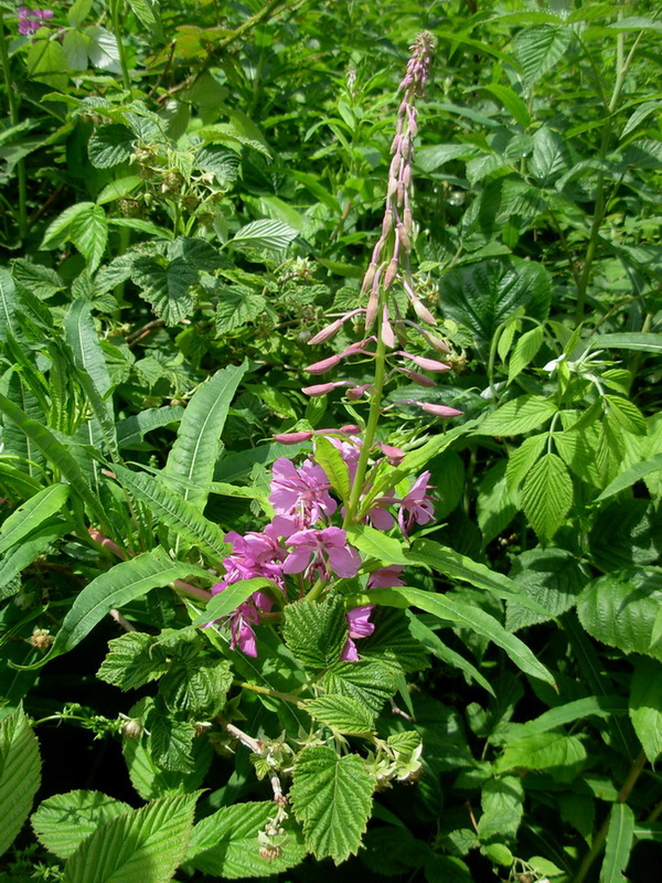 Chamaenerion angustifolium (ex Epilobium angustifolium) / Garofanino maggiore