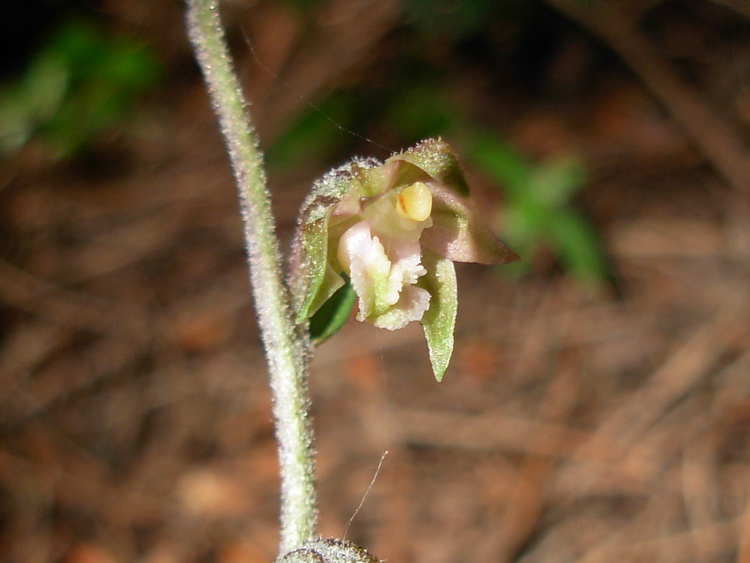 Epipactis microphylla