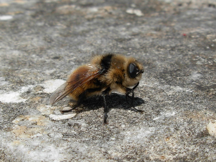 Cephenemyia cf. stimulator (Oestridae)