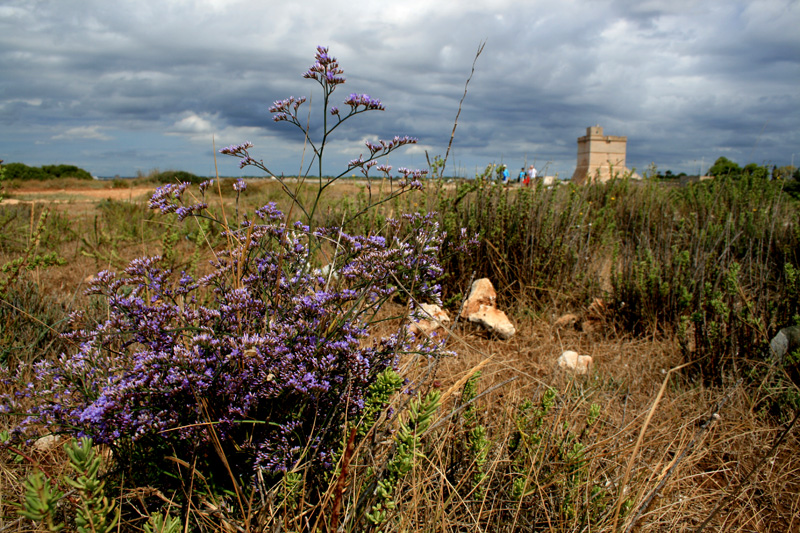 pianta della macchia mediterranea - Limonium sp.