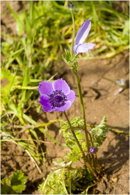 Anemone coronaria