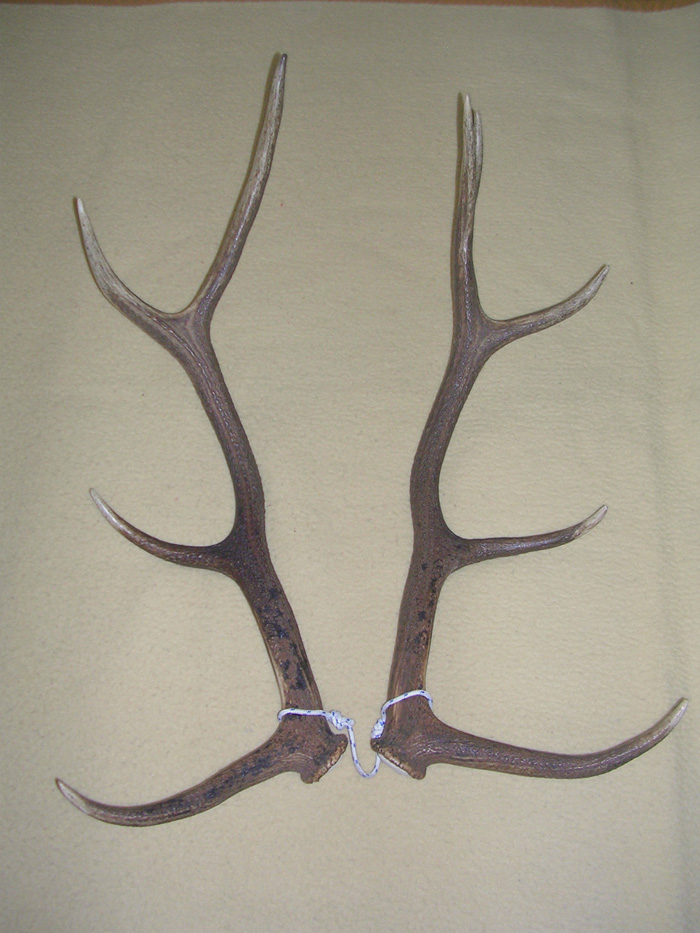 PASSIONE PER IL CERVO