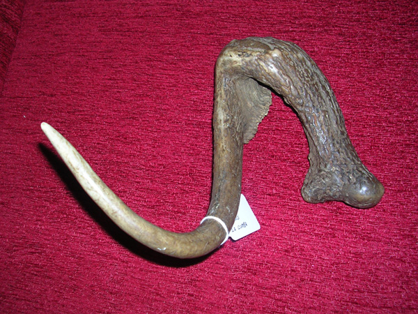 PASSIONE PER IL CERVO