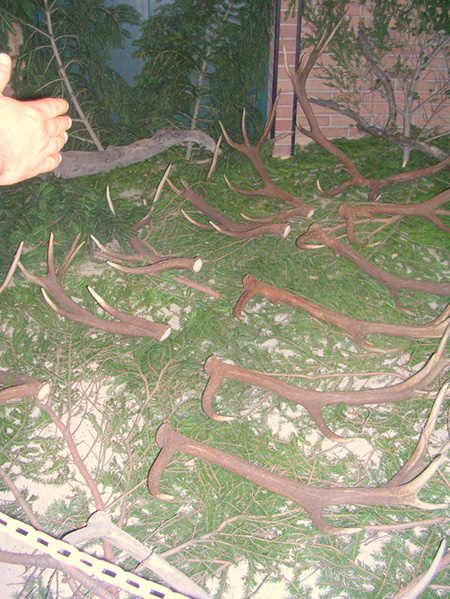 PASSIONE PER IL CERVO