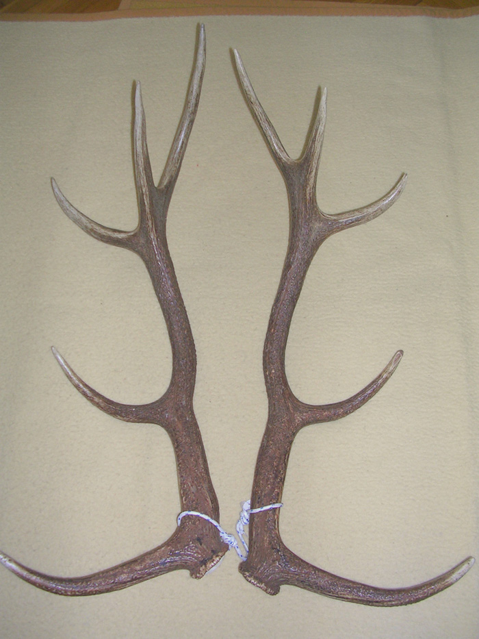 PASSIONE PER IL CERVO