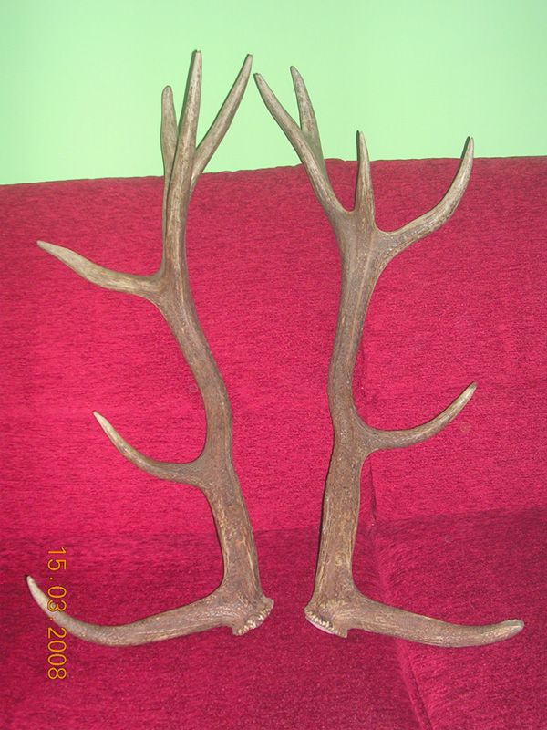 PASSIONE PER IL CERVO