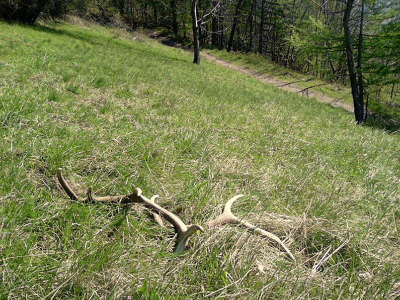 PASSIONE PER IL CERVO