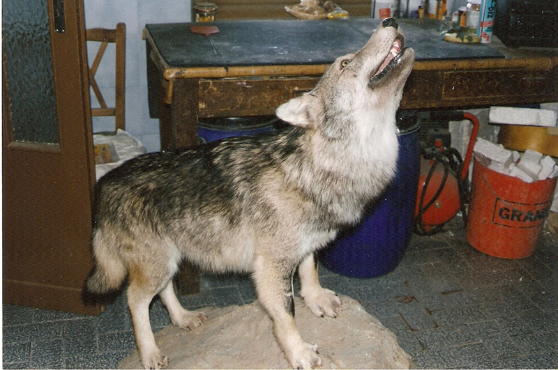 LUPI avvistati : un vostro parere
