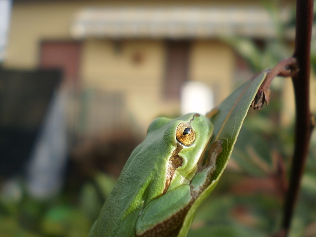 domanda e foto - Hyla intermedia e arborea