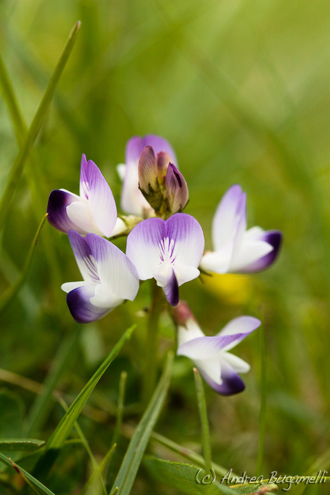 Assolutamente novizio! Identificazione...Astragalus cfr. alpinus