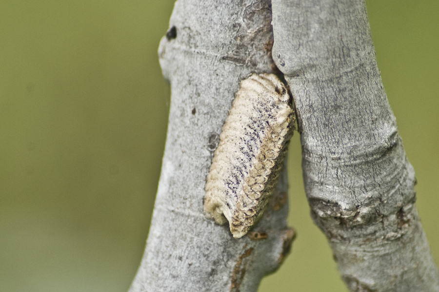 Ameles spallanzania e Iris oratoria